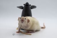 Domestic rat Tripawd Stompie