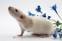 Domestic rat Tripawd Stompie