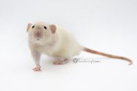 Domestic rat Tripawd Stompie