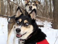 Takoda Tripawd Husky