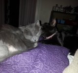 Toby the Wonder Kitty