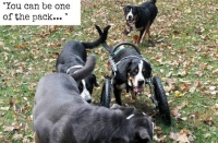 Trey's New Wheelchair