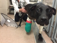 Tuffy the Tripawd Rescue Dog