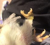 one-legged chicken foot