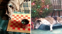 Three-legged dog Jubilee on Christmas