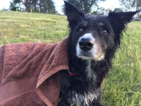 Dog's Angular Limb Difference Surgery Recovery