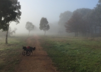 Tripawd with wheelchair