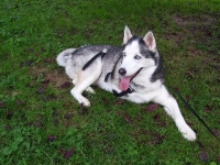Bone Cancer Hero Husky Dog Buster
