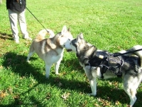 Bone Cancer Hero Husky Dog Buster