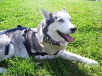 Bone Cancer Hero Husky Dog Buster