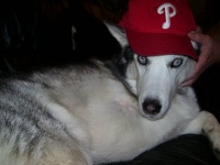 Bone Cancer Hero Husky Dog Buster
