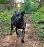 Cora