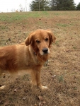 Grady