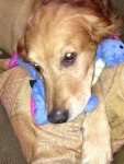 Grady