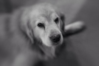 Gunner
