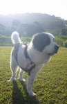 Porthos