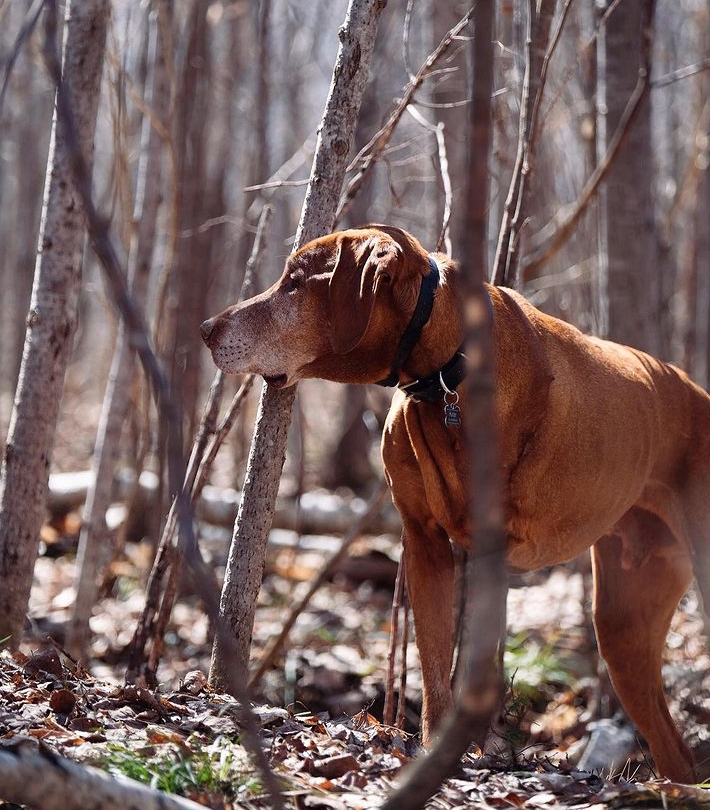 3-legged bird dog