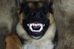Typsy Sando the Tripawd German Shepherd Dog
