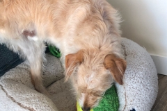 Tripawd Toby T playing with toys