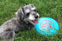 Tripawd Mini Schnauzer Piper (Image: Kelly Mullins)