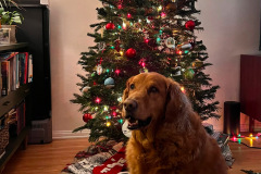 Liam Wilson Tripawd Osteosarcoma Survivor