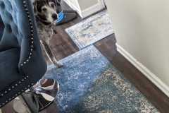 Senior Tripawd Mayhem