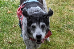 Senior Tripawd Mayhem