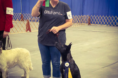 Pi Epperson Tripawd Rescue Doing Dog Sports