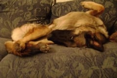 Senior Tripawd German Shepherd Dog