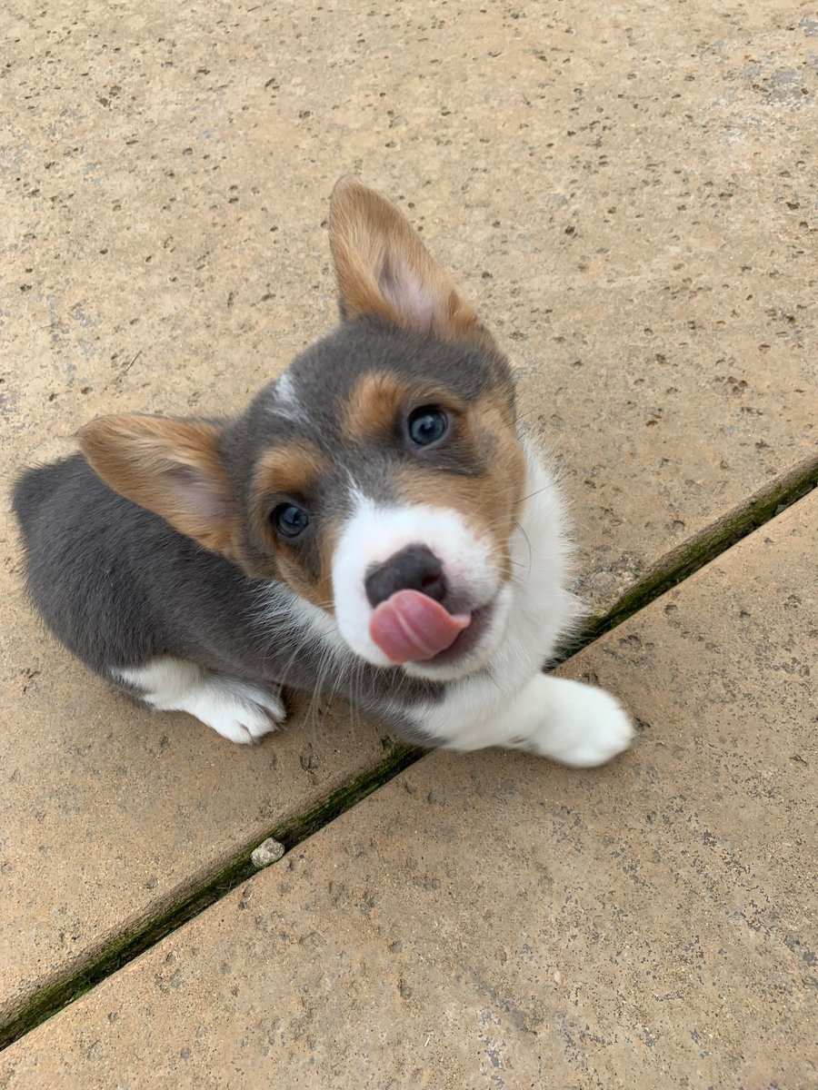 Squishy Shadow the Corgi Puppy