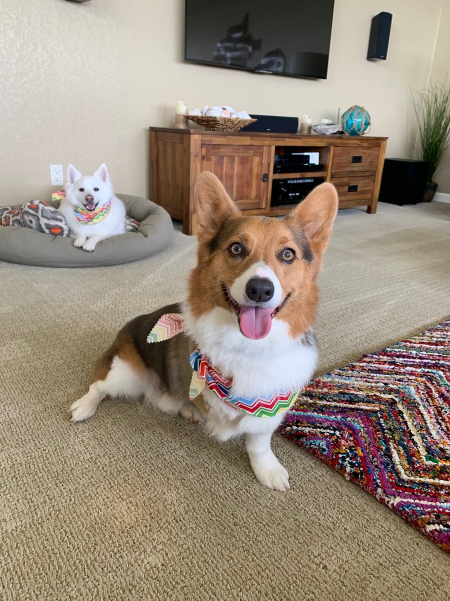 Shadow after a hemangiosarcoma leg amputation.