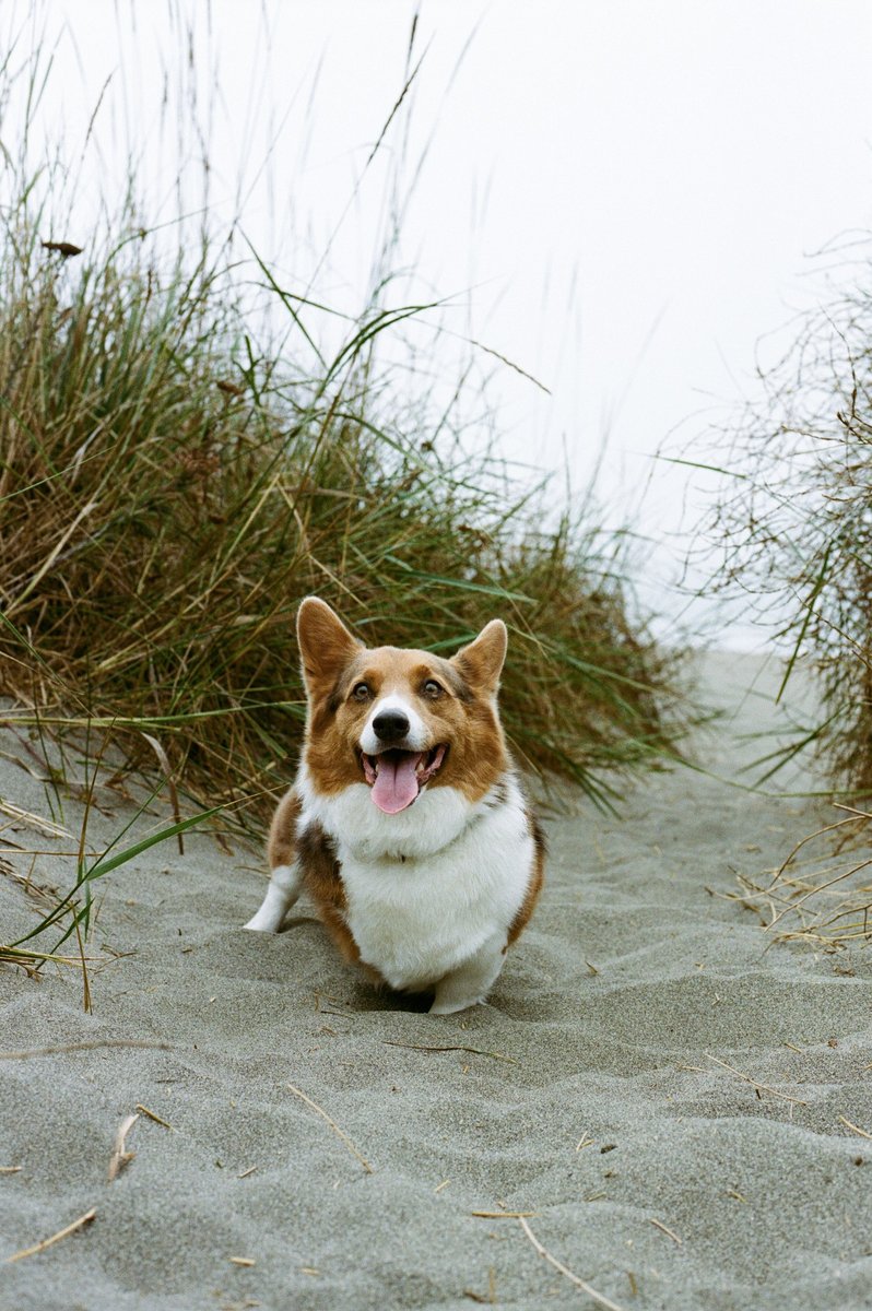 Shadow the long-term hemangiosarcoma survivor