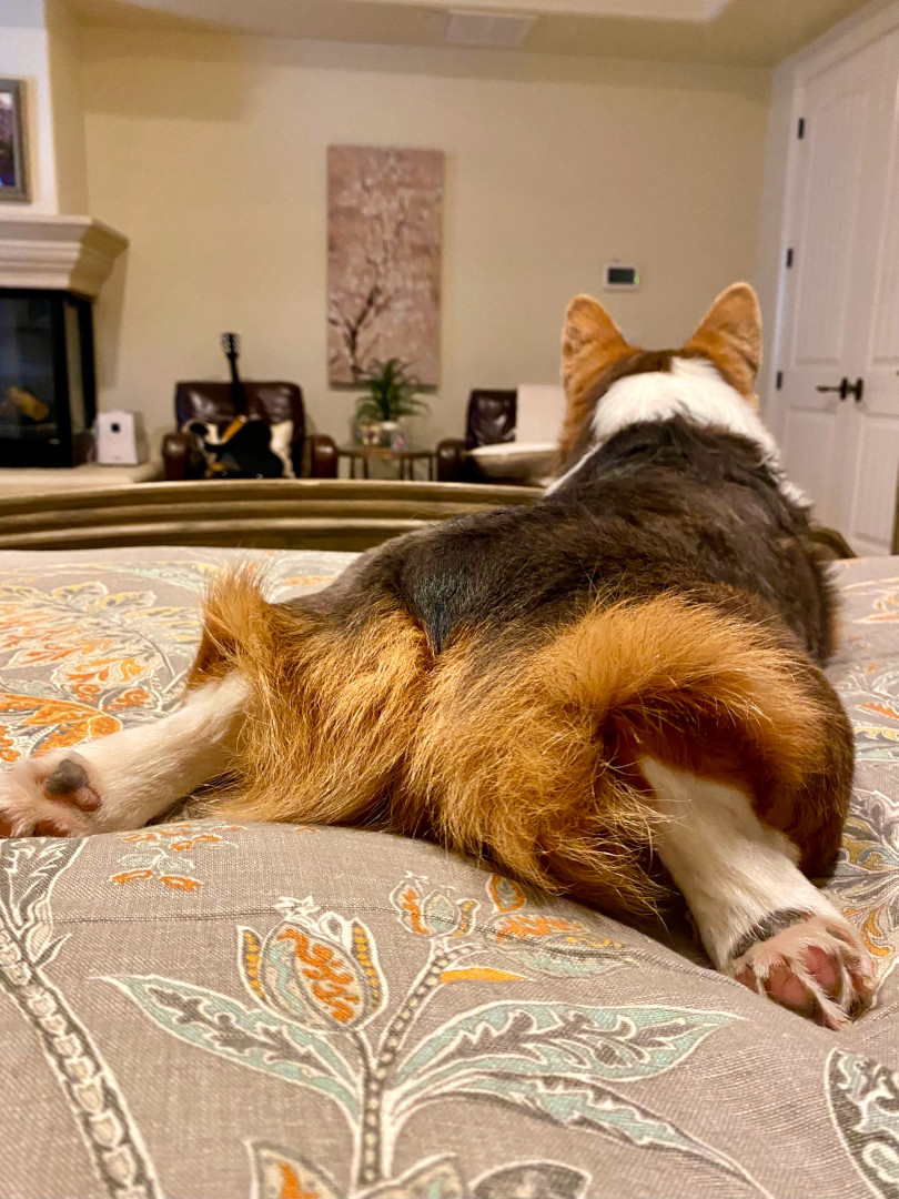 Shadow the Corgi and his perfect booty!