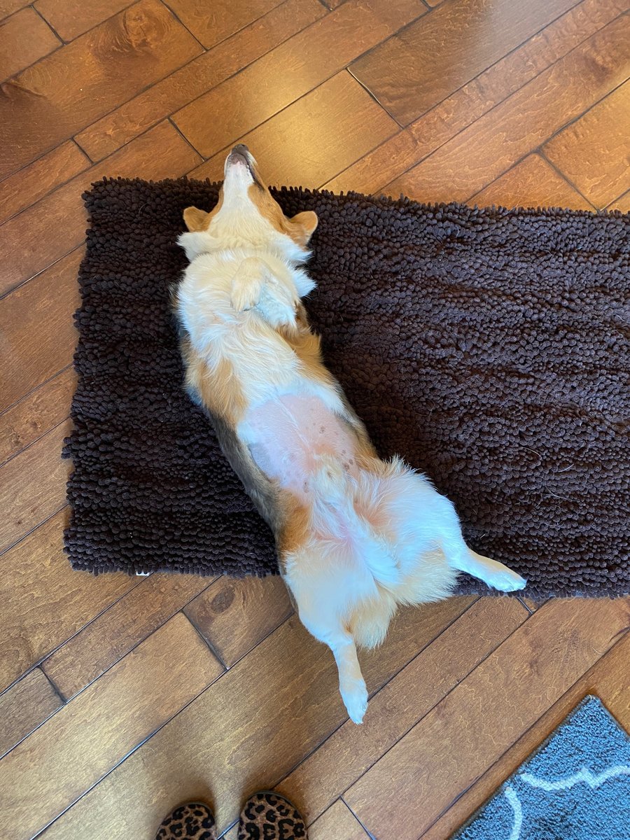 Shadow the Corgi Tripawd relaxes