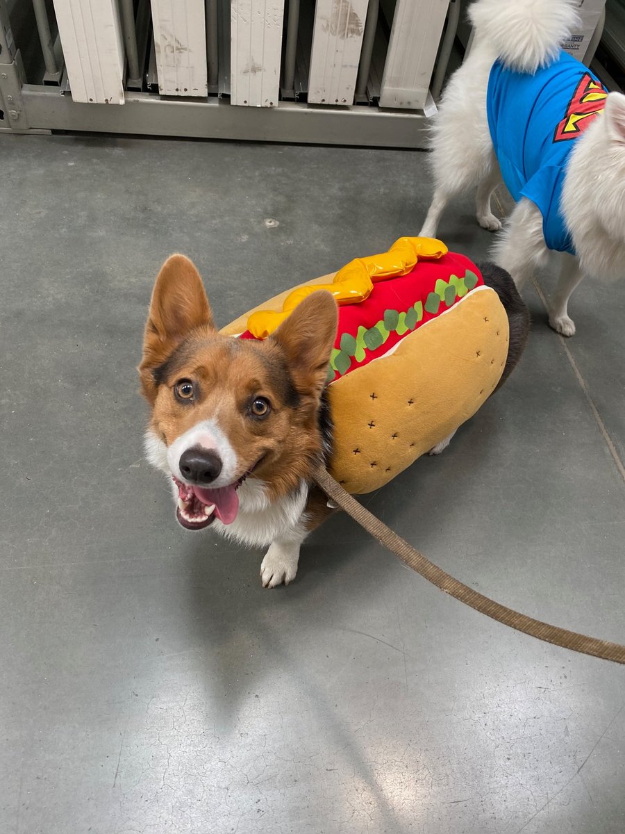 Shadow dressed as a Halloween Hot Dog