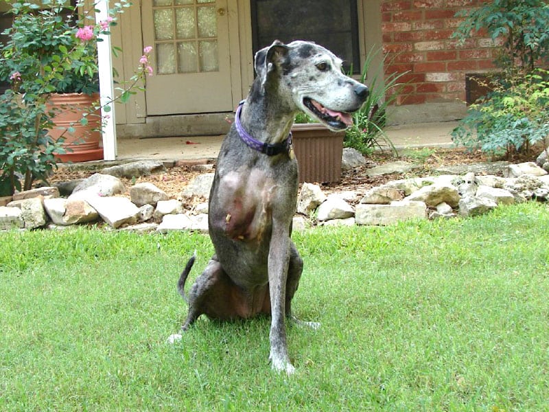 Three Legged Cancer Dog Myrtle