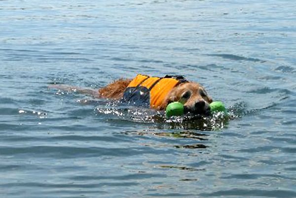 tired Tripawd dog swimming