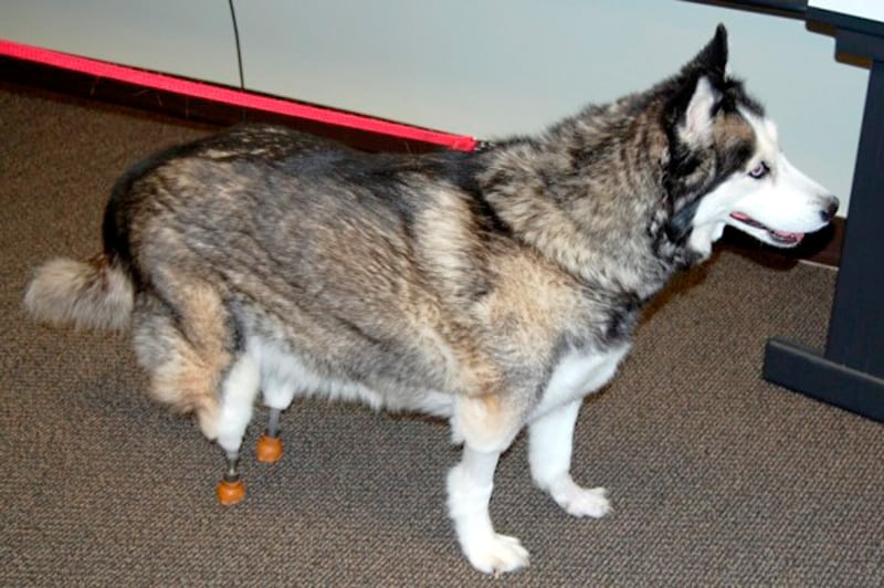 Two legged Siberian Husky Triumph with rear leg prosthetic implants