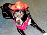 Three Legged Australian Cattle Dog John Wayne