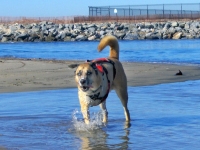 Three Legged Dog Maximutt Plays at Beach