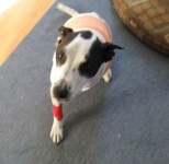 Three legged dog Lily