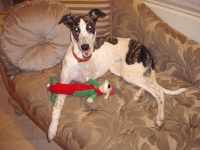 Three Legged Greyhound Princess Fiona