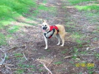 Three Legged Dog Wrigley wears Ruff Wear Harness