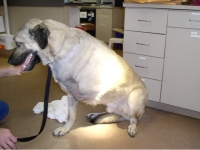 Three Legged dog Cemil gets staples removed after amputation surgery