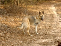 Three Legged Shepherd Dakota 5 weeks Post-Op