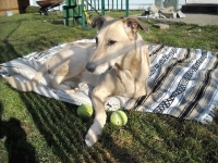 three legged dog uschi taken by cancer