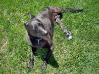 Prosthetic Boot on Three Legged Dog Madison
