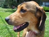 Ohio Tripod Toby for adoption
