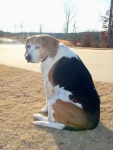Three Legged Cancer Dog Puddin
