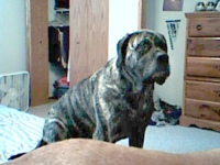 Tazzie Mastiff Giant Breed Osteosarcoma Dog